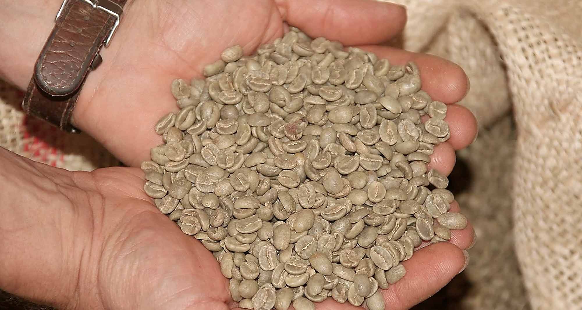 Kaffeebohnen verdaut von der äthiopischen Zibetkatze
