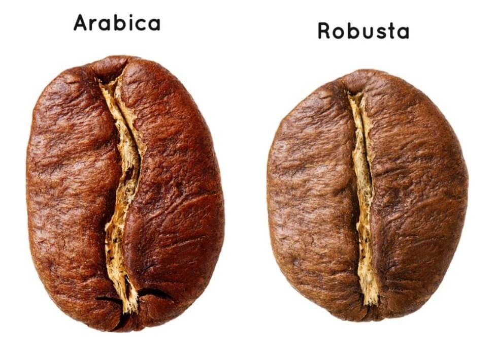 Arabica und Robusta Kaffeebohne